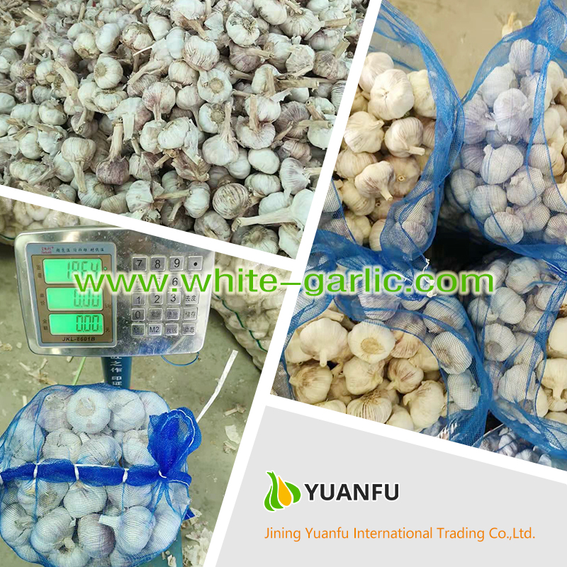 garlic sellers garlic sellers